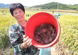 來 這里 吃螃蟹 撫順日報(bào)社電商平臺傾情推薦