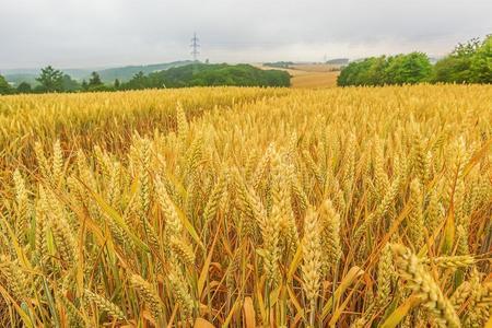 風(fēng)景和成熟的谷物田和地平線稻田麥田