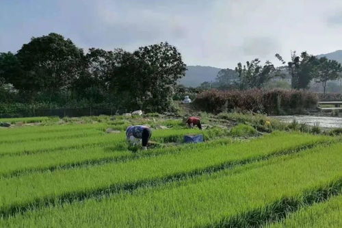 振興新農(nóng)村,看看知識城后花園藏了什么寶貝