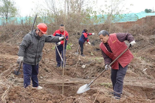 邯選廠組織開展秋冬季義務(wù)植樹活動