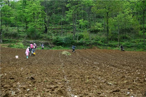 百里杜鵑沙廠鄉(xiāng)興隆村 百畝花菜種植忙 特色產(chǎn)業(yè)促增收