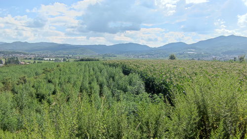 工業(yè)大麻跌落風(fēng)口,種植規(guī)模大減,部分工廠停產(chǎn) 從業(yè)者 不想當(dāng)原料搬運工